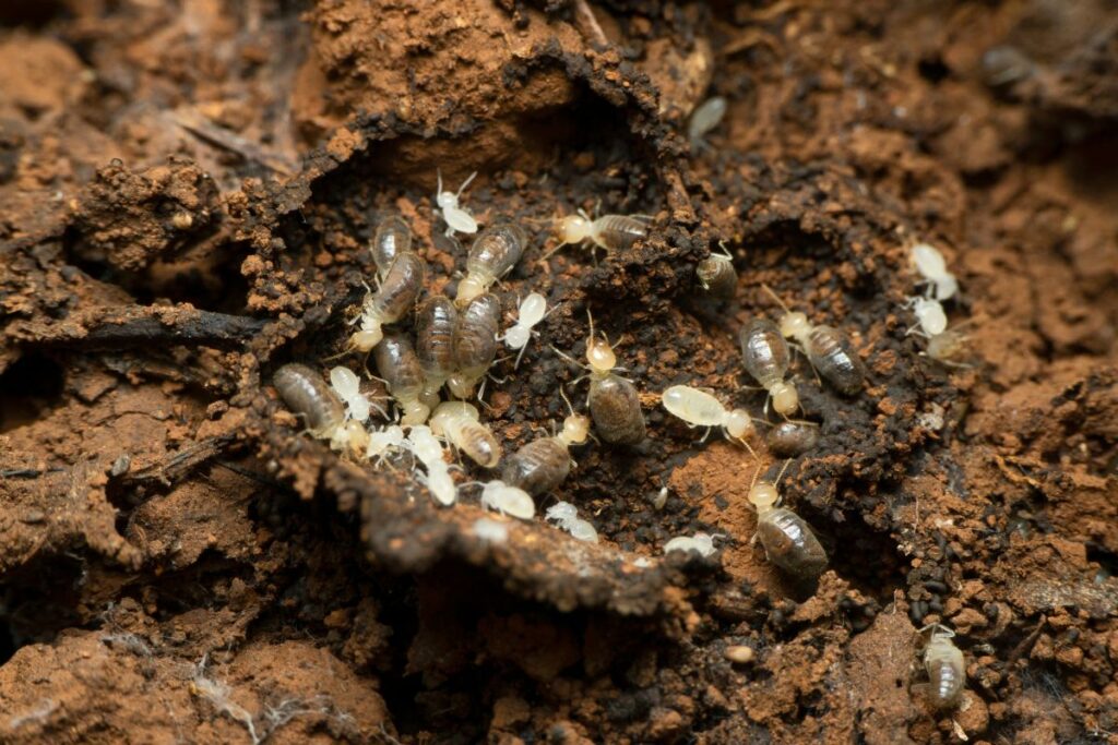 Baby Termites_ What They Look Like Inside Walls