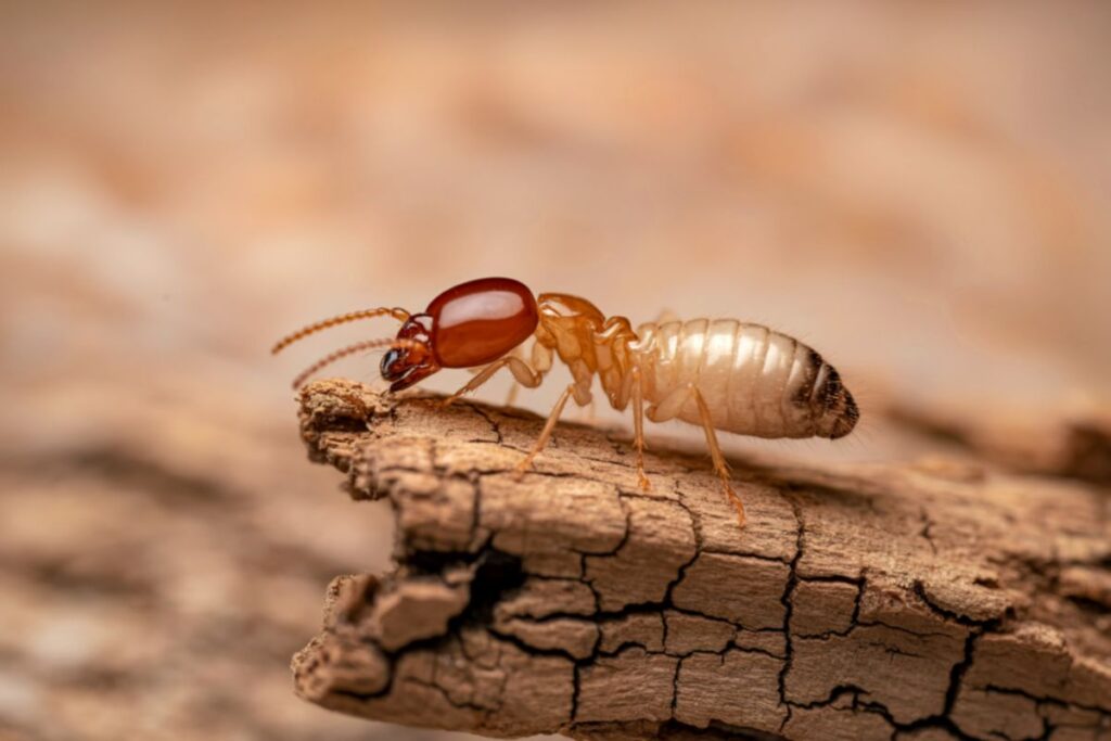 Signs of Termites in Your Home Right Now