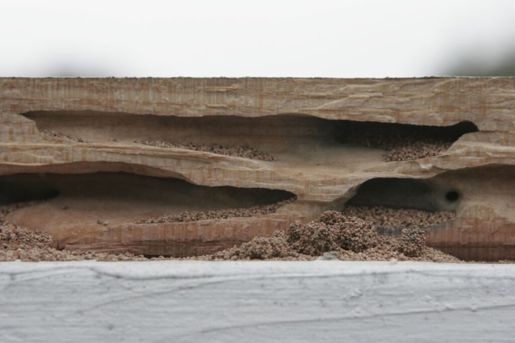 Termite Frass_ How to Identify Drywood Droppings
