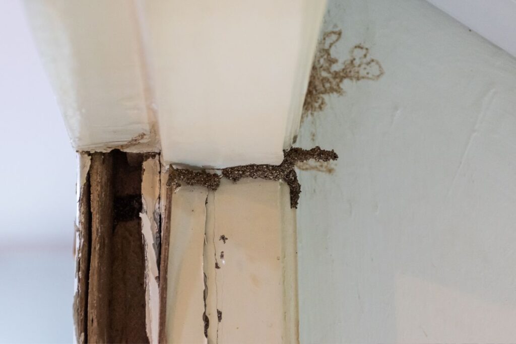 Termite Mud Tubes_ What They Mean for Your Home
